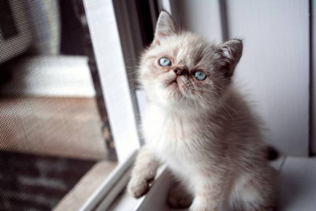 รู้จักแมวสายพันธุ์ Exotic Shorthair ลูกผสมเปอร์เซียกับอเมริกันช็อตแฮร์  ที่น่ารักน่าเลิฟกว่าที่คิด -