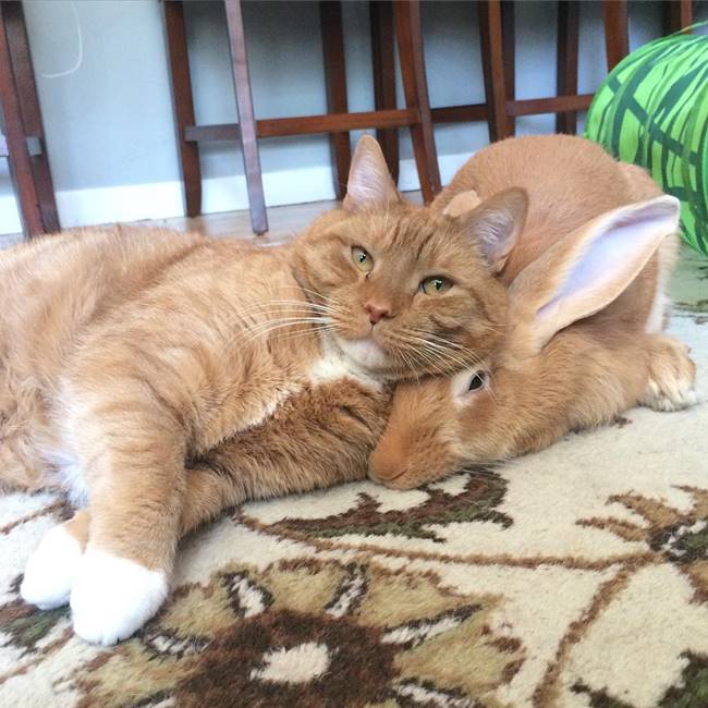 Cat Dog Rabbit Matching giant rabbit and cat matching friend2fix